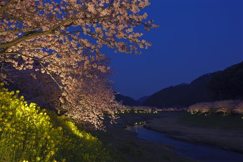 みなみの桜と菜の花まつり　ライトアップ（2月頃撮影/イメージ）